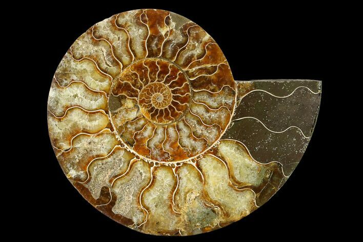 Agatized Ammonite Fossil (Half) - Madagascar #135248